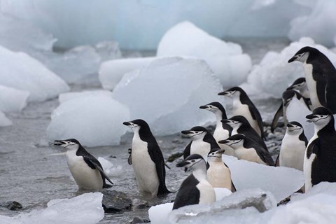 Framed Chinstrap Penguins, South Orkney Islands, Antarctica Print