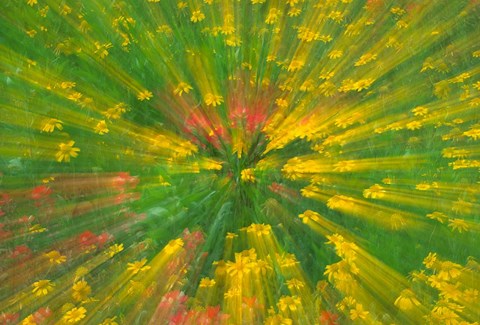 Framed Garden Abstract Print