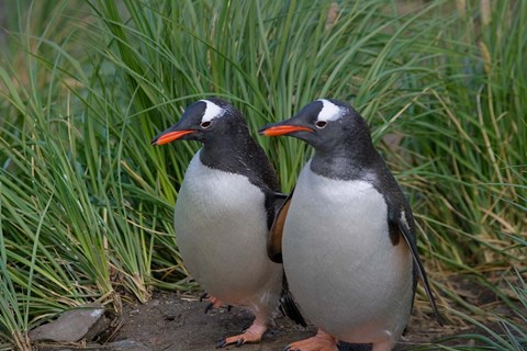 Framed Gentoo Penguin, Cooper Baby, South Georgia, Antarctica Print