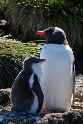 Framed Gentoo Penguin, Prion Island, South Georgia, Antarctica Print
