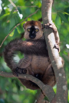 Framed Brown Red-fronted Lemur, Primate, Madagascar Print