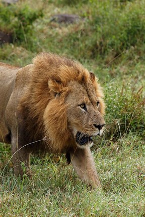 Framed Adult male lion, Lake Nakuru National Park, Kenya Print