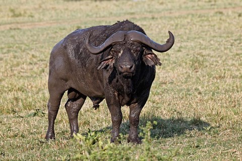 Framed African buffalo wildlife, Maasai Mara, Kenya Print