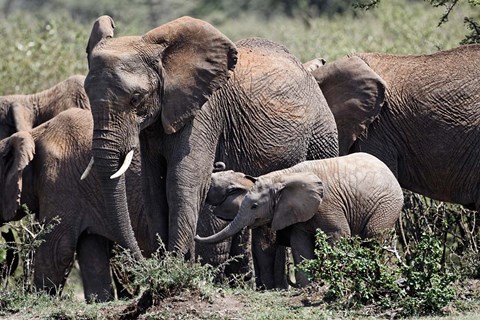 Framed African Elephant herd with babies, Maasai Mara, Kenya Print