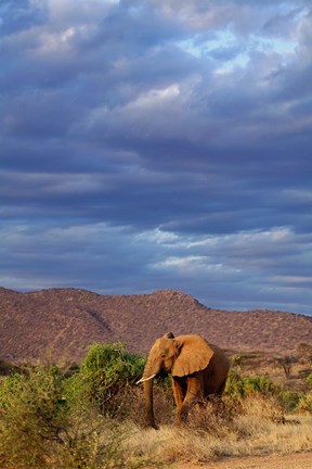Framed African Elephant, Samburu Game Reserve, Kenya Print
