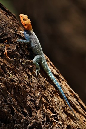 Framed Agama Lizard, Samburu National Game Reserve, Kenya Print