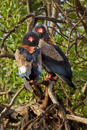 Framed Bateleur Eagles, Samburu National Reserve, Kenya Print