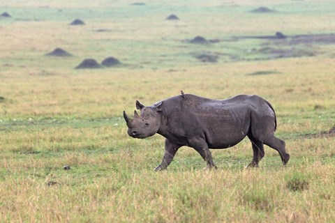 Framed Black Rhino, Maasai Mara, Kenya Print