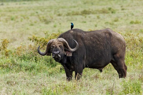 Framed Buffalo and starling wildlife, Lake Nakuru NP, Kenya Print