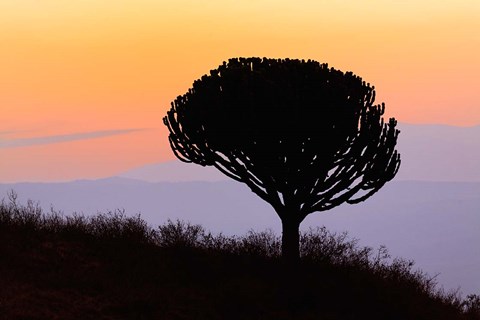 Framed Candelabra Tree, sunrise, Ngorongoro Crater, Tanzania Print