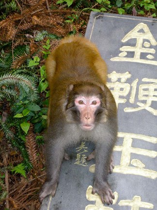 Framed China, Zhangjiajie National Forest, Rhesus Macaque Print