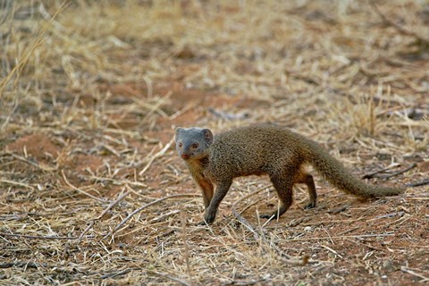 Framed Dwarf Mongoose, Samburu Game Reserve, Kenya Print