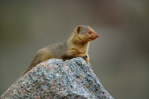 Framed Dwarf Mongoose, Serengeti National Park, Tanzania Print