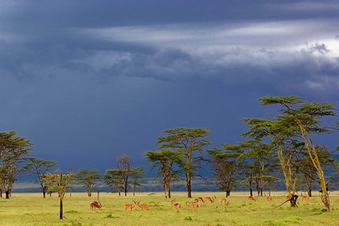 Framed Herd of male Impala, Lake Nakuru, Lake Nakuru National Park, Kenya Print