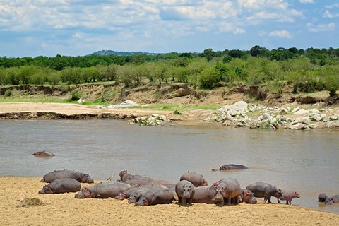 Framed Hippopotamus, Mara River, Serengeti NP, Tanzania Print
