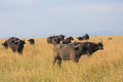 Framed African Buffalo (Syncerus caffer), Mount Kenya National Park, Kenya Print