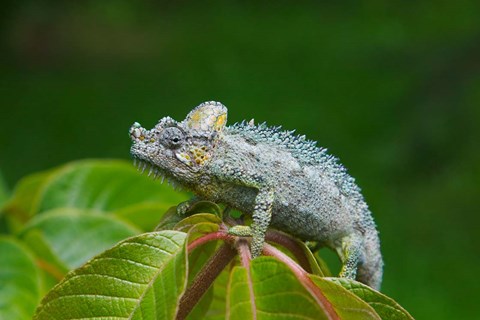 Framed Chameleon on leaves, Nakuru, Kenya Print