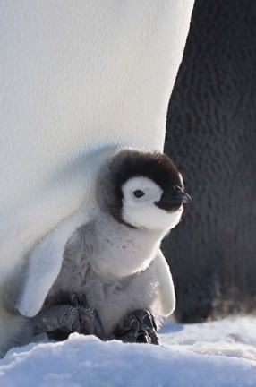 Framed Baby Emperor Penguin, Snow Hill Island, Antarctica Print
