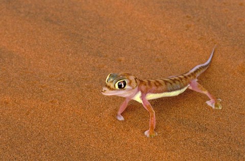 Framed Desert Gecko, Namib Desert, Namibia Print