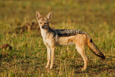 Framed Black-backed Jackal, Maasai Mara Wildlife Reserve, Kenya Print
