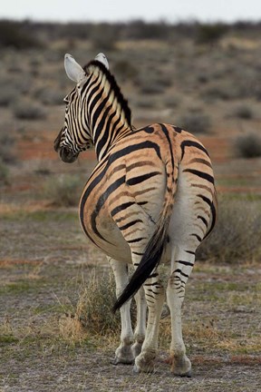 Framed Burchells zebra with mismatched stripes, Etosha NP, Namibia, Africa. Print