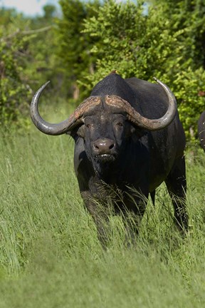 Framed Cape buffalo, Hwange National Park, Zimbabwe, Africa Print
