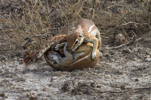 Framed Cape ground squirrels fighting, Etosha NP, Namibia, Africa. Print