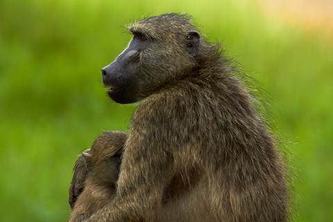 Framed Chacma baboon and baby, Kruger NP, South Africa Print