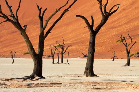 Framed Dead trees with sand dunes, Namibia Print