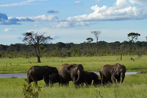 Framed Elephant, Zimbabwe Print