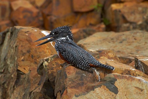 Framed Giant Kingfisher, Megaceryle maxima, Kruger NP, South Africa Print