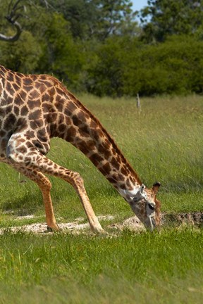 Framed Giraffe drinking, Giraffa camelopardalis, Hwange NP, Zimbabwe, Africa Print