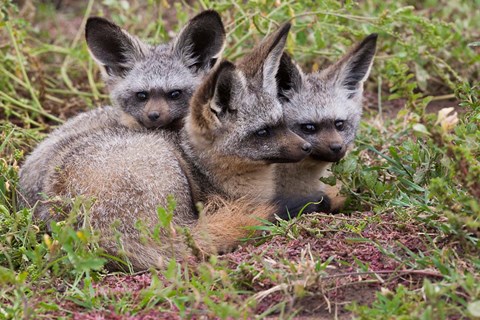 Framed Bat-eared foxes, Serengeti National Park, Tanzania Print