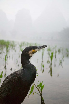 Framed Cormorant by the Li River, China Print