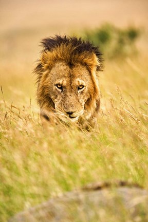 Framed Adult male lion, Panthera leo, Masai Mara, Kenya Print