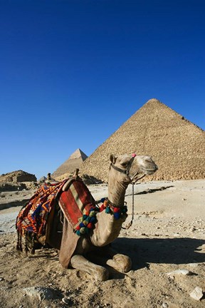 Framed Camel at Cheops, The Great Pyramid, Khafre or Chephren Print