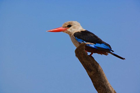 Framed Grey-headed Kingfisher, Samburu Game Reserve, Kenya Print