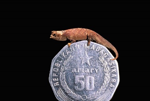 Framed Brookesia Chameleon, Masoala Peninsula, Madagascar Print
