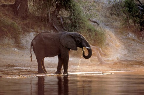 Framed Elephant at Water Hole, South Africa Print