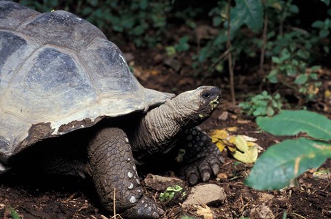 Framed Closeup of Giant Tortoise, Seychelles Print