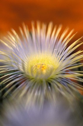 Framed Herra elongara, Namaqualand, South Africa Print