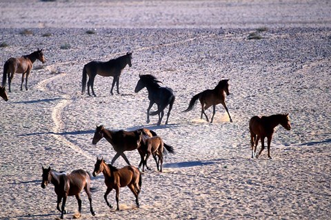 Framed Herd of Wild Horses, Namib Naukluft National Park, Namibia Print