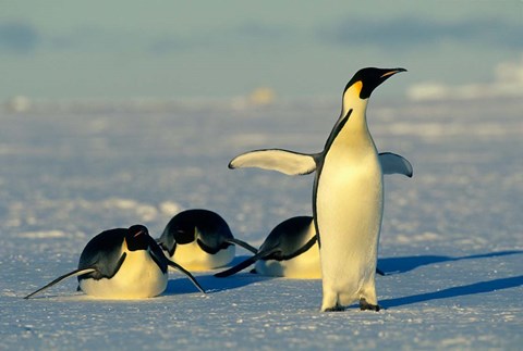 Framed Emperor Penguins, Antarctica, Atka Bay, Weddell Sea Print