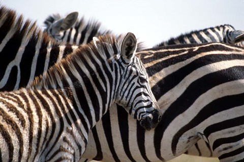 Framed Black and White Stripe Pattern of a Plains Zebra Colt, Kenya Print