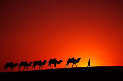 Framed Camel Caravan at Sunrise, Silk Road, China Print