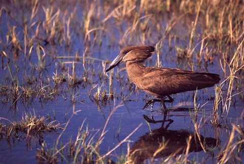 Framed Hamerkop, Okavango Delta, Botswana Print