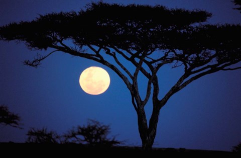 Framed Acacia Tree in Moonlight, Tarangire, Tanzania Print