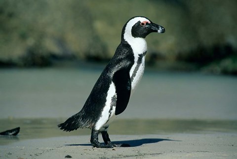 Framed African Penguin, Cape Peninsula, South Africa Print