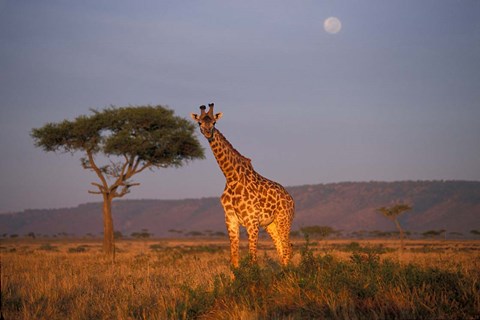 Framed Giraffe Feeding on Savanna, Masai Mara Game Reserve, Kenya Print
