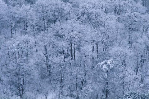 Framed Forest Covered with Snow, Mt Huangshan (Yellow Mountain), China Print